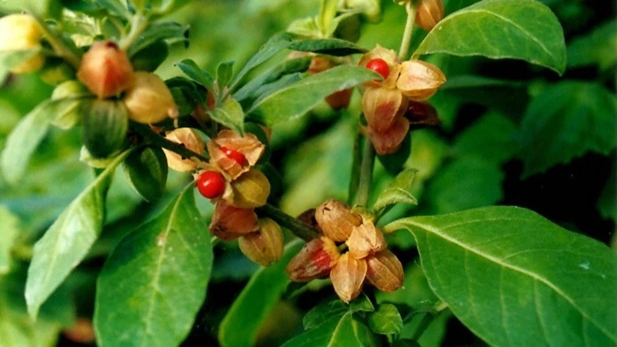 Ashwagandha (Withania somnifera)