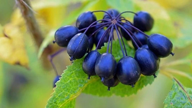 Eleuthero (Siberian Ginseng)