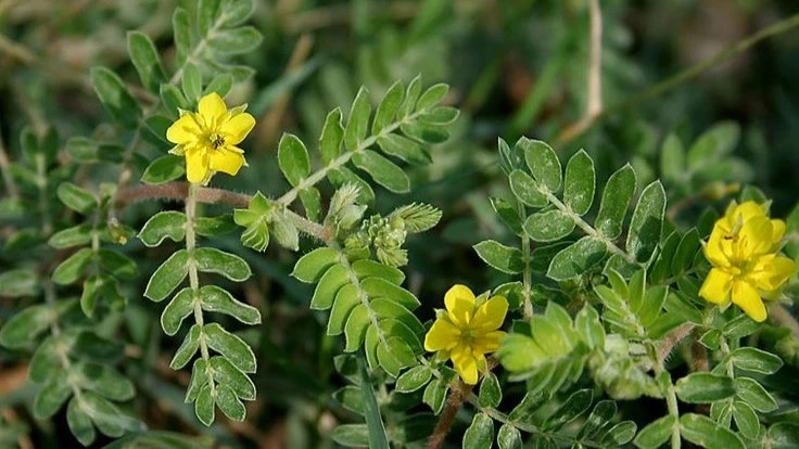 Tribulus Terrestris