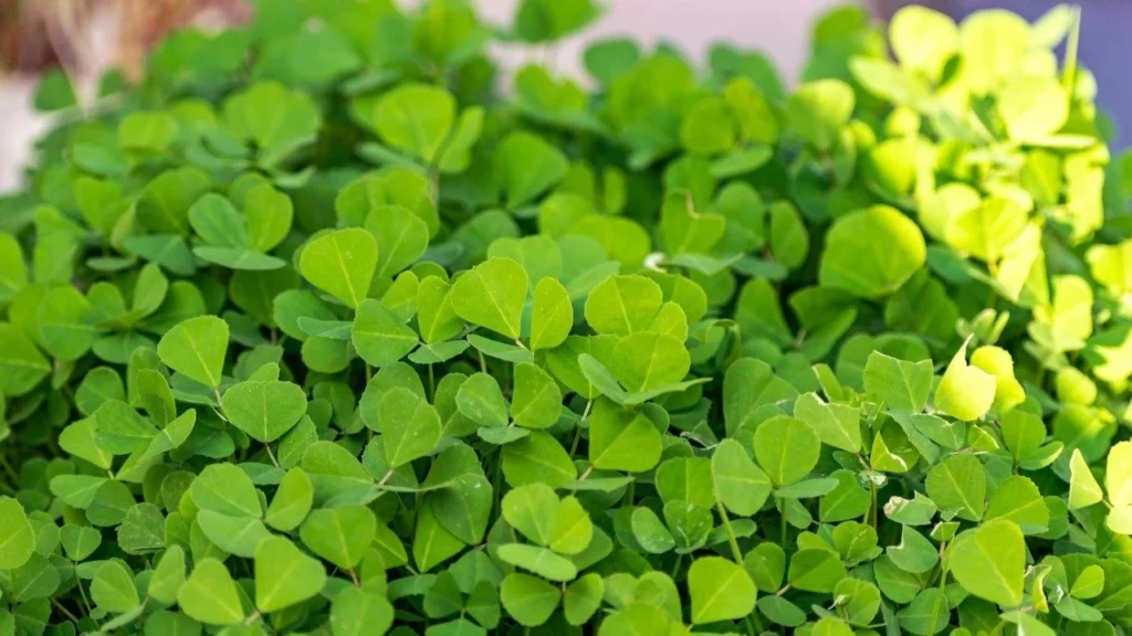 Fenugreek (Trigonella foenum-graecum)