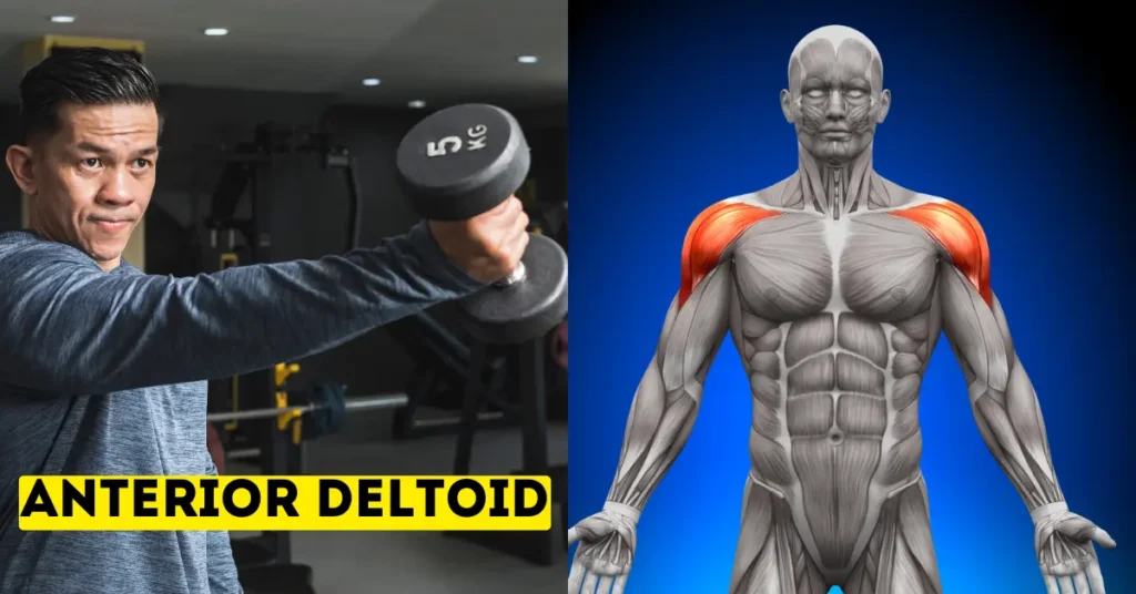 Man performing a front dumbbell raise to target the anterior deltoid, shown alongside a muscle anatomy diagram highlighting the front shoulder muscles.
