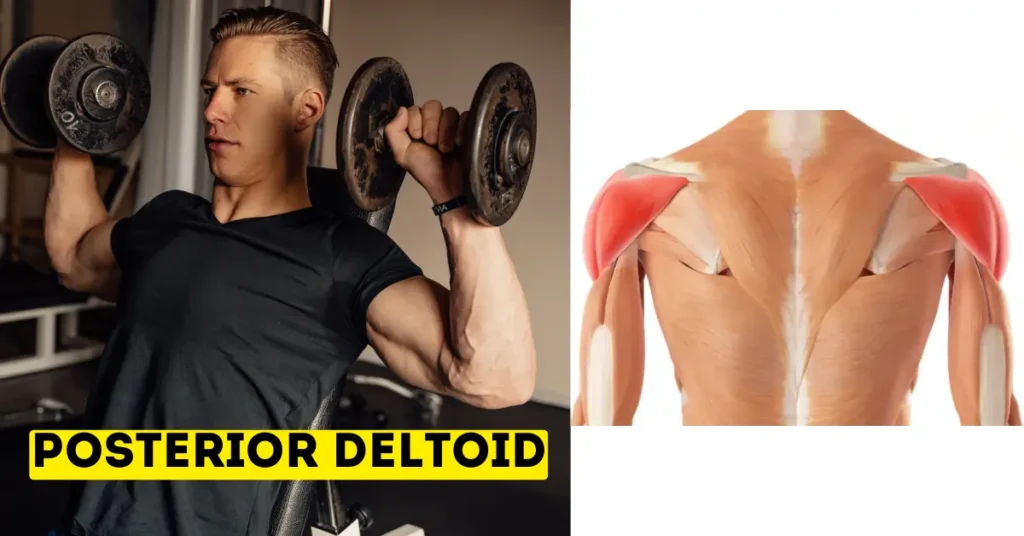 Man performing a dumbbell shoulder press emphasizing the posterior deltoids, alongside an anatomical diagram highlighting rear shoulder muscles.